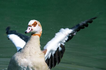 Animal flutter wing-beat