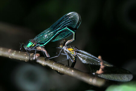 Banded demoiselle mating photo