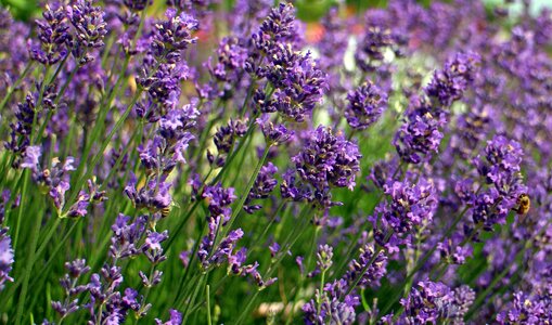 Lavender flowers flora violet