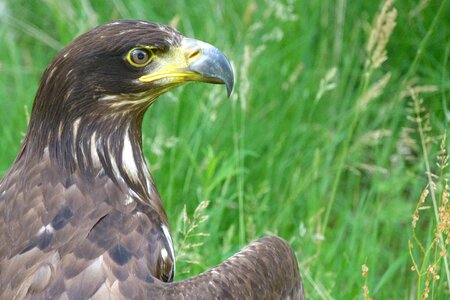 Bird of prey golden eagle animal photo