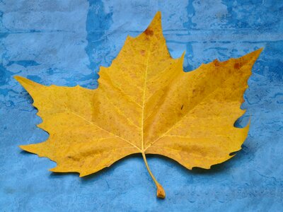 Poplar leaf leaf leaves