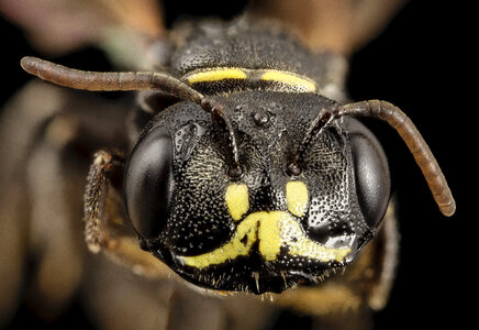 Close up macro of a Bee Face photo