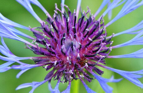 Flower macro flower flowers