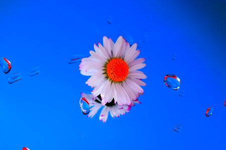 Mirror water flower