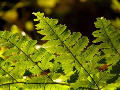 Backlighting flora shine through