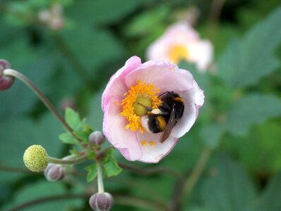 Bloom summer garden