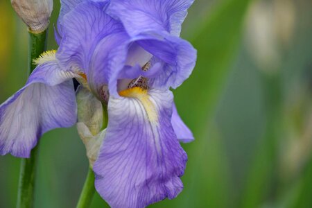 Blooming detail iris photo