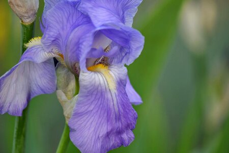 Blooming detail iris