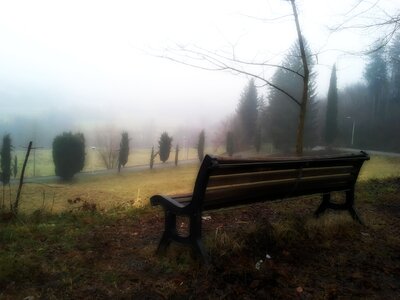 Foggy bench forest