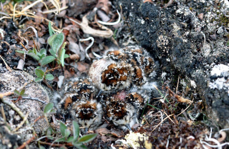 Least sandpiper chicks well camouflaged photo