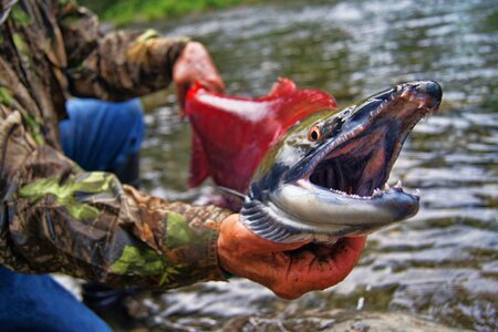 Catch fishing alaska photo