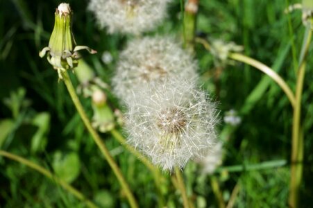 Beautiful Flowers blooming blossom