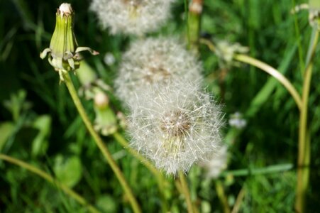 Beautiful Flowers blooming blossom photo