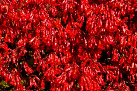 Flowers garden australia