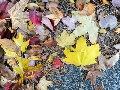 Fall Leaves on the Ground photo