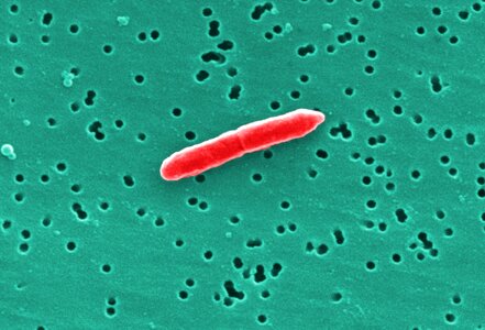 Bacteria cell cell division