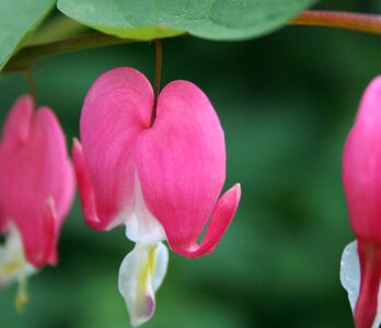 Beautiful Flowers biology bloom