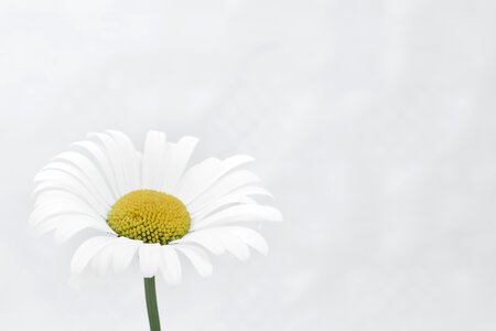 Beautiful flower yellow flower pink daisy