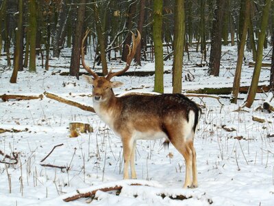 Snow forest blade