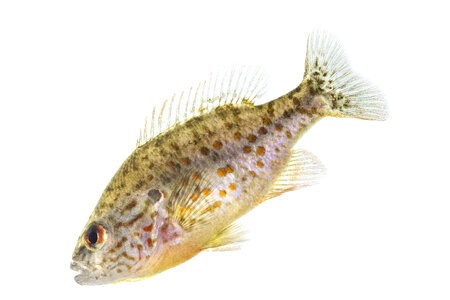 Orange spotted sunfish-3