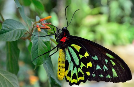 Black colorful legs