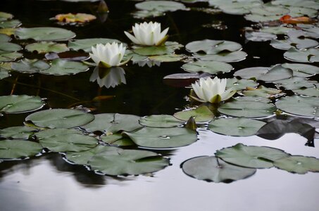 Blossom flower lilies photo