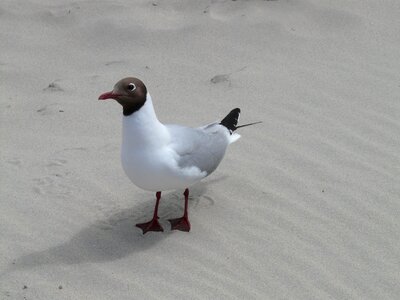 Chroicocephalus ridibundus larus ridibundus water bird photo