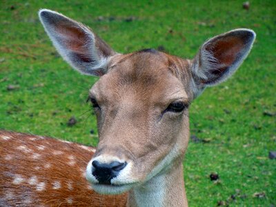 Roe deer animal mammal