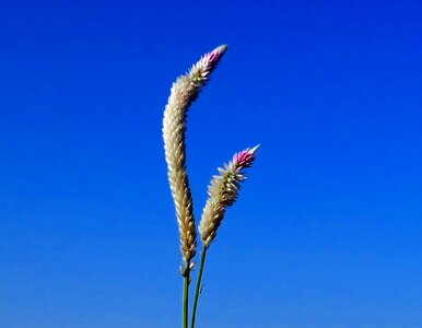 Flower flora beautiful