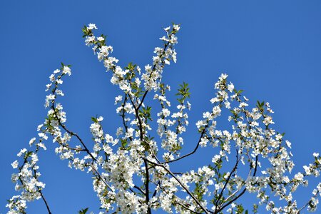 Blue Sky cherry branch photo