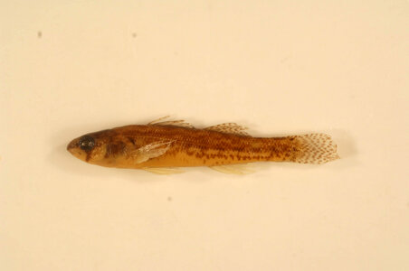 Etheostoma exile