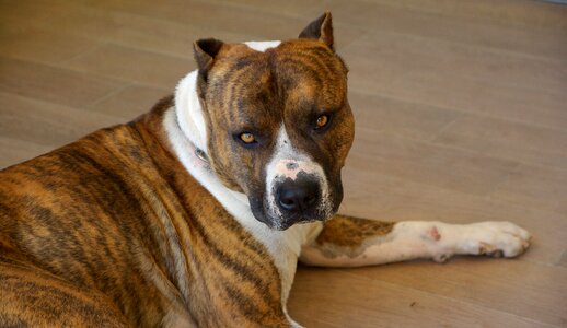 Dog american staffordshire watchdog