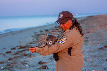 Biologist examines tagged horseshoe crab on beach