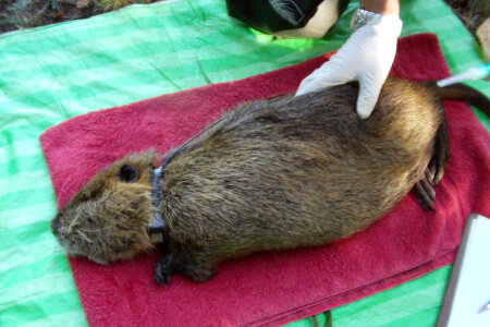 Tagging Nutria photo