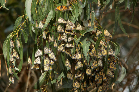 Monarch butterflies-1 photo