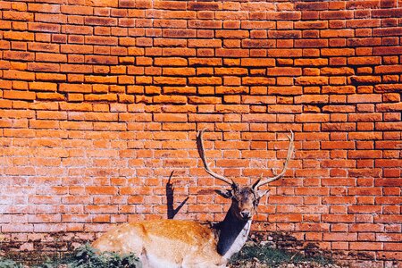 Wall of bricks stag deer photo