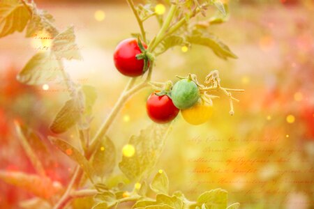 Tomato plant plant healthy