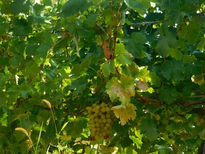 Agriculture branch ecology