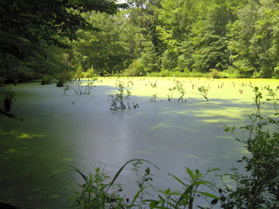 Wetland at Great Swamp National Wildlife Refuge-3 photo