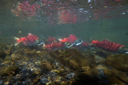  Sockeye Salmon-1