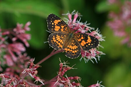 Closeup butterfly on flower photo