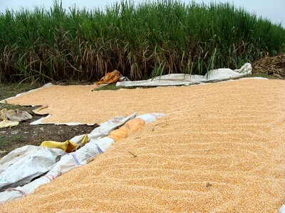 Grains drying sundrying