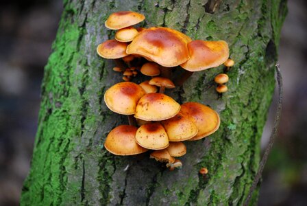 Agaric mushroom autumn photo