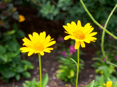 Yellow Flowers in Garden photo