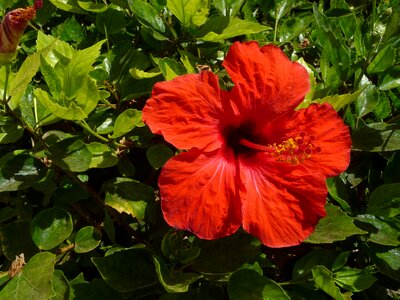 Red ornamental plant flower photo