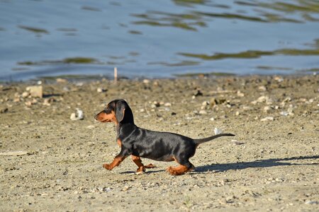 Adorable coastline pedigree photo