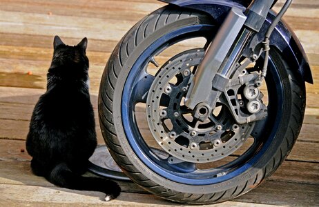 Animal brake cat