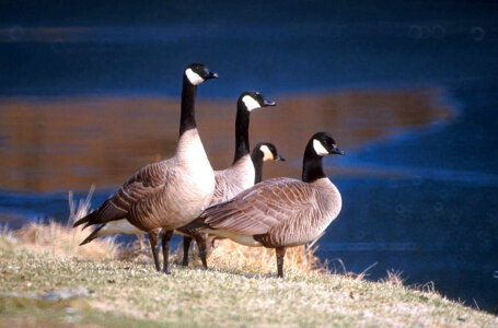 Canada geese photo