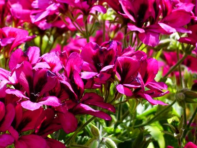 Noble pelargonium english geraniums geranium