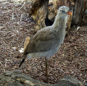 Red-legged seriema - Cariama cristata photo